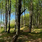 Gaja