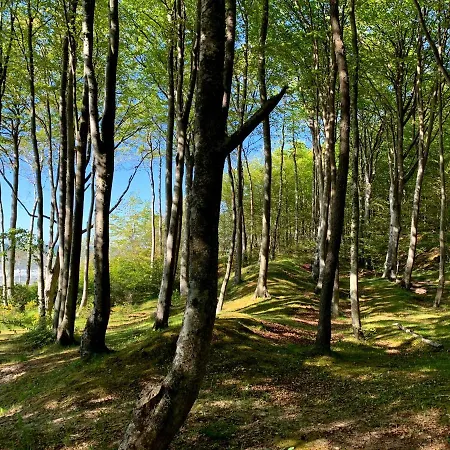 Gaja
